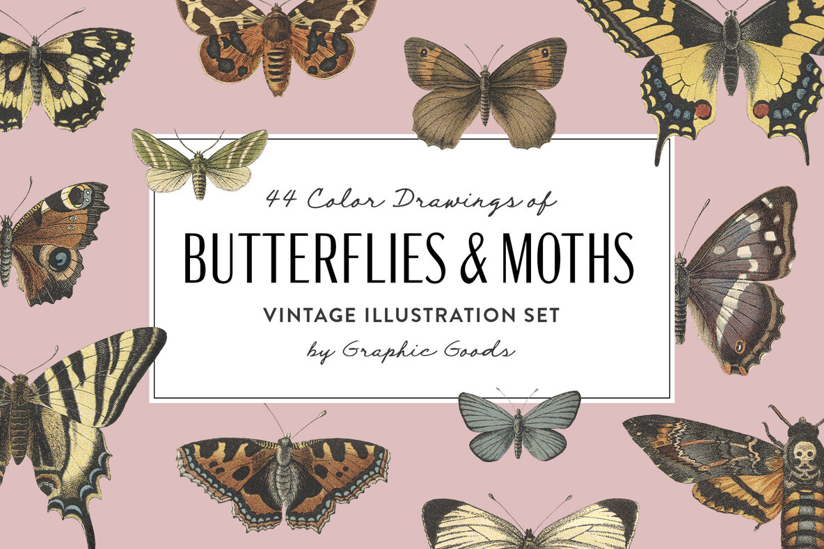 Download Butterflies and Moths Vintage Illustrations Graphics