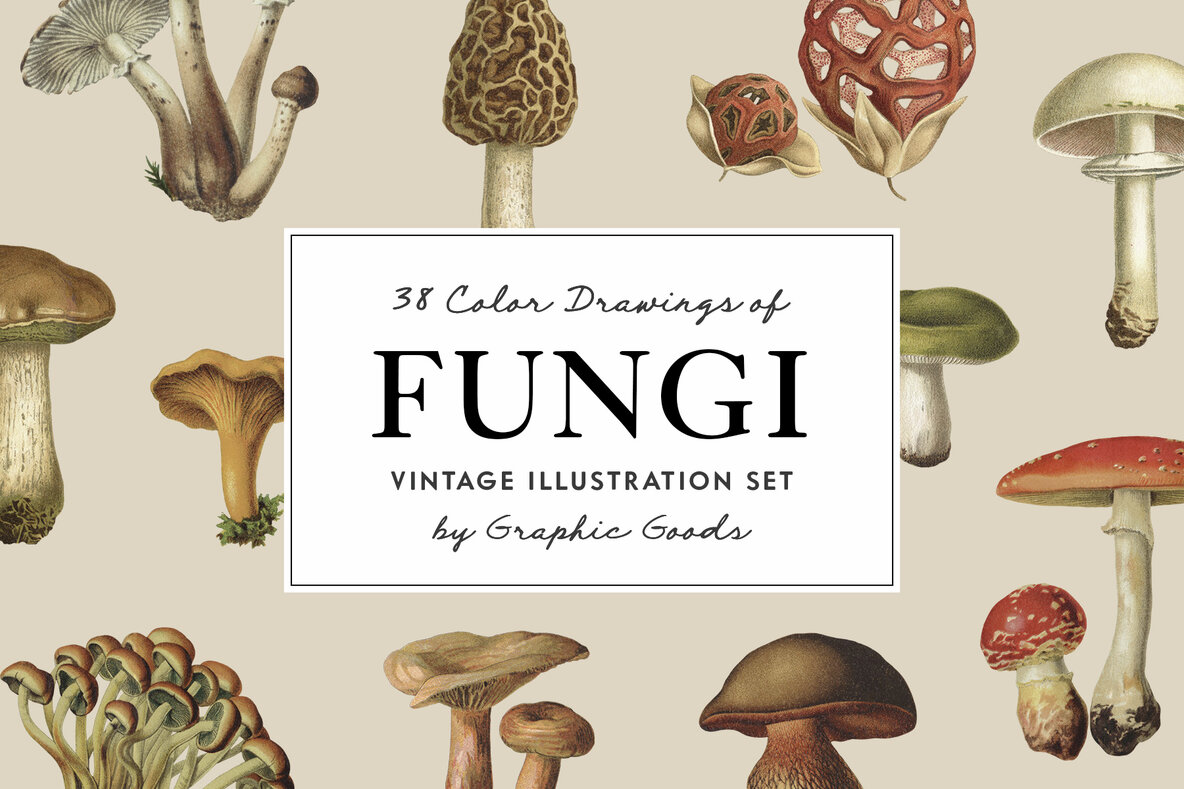 Download Fungi Vintage Mushroom Illustrations Graphics